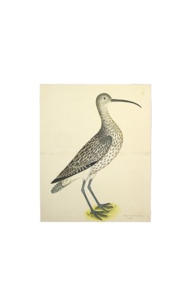 EURASIAN CURLEW . PL 35