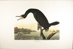 (image for) Flordia Cormorant