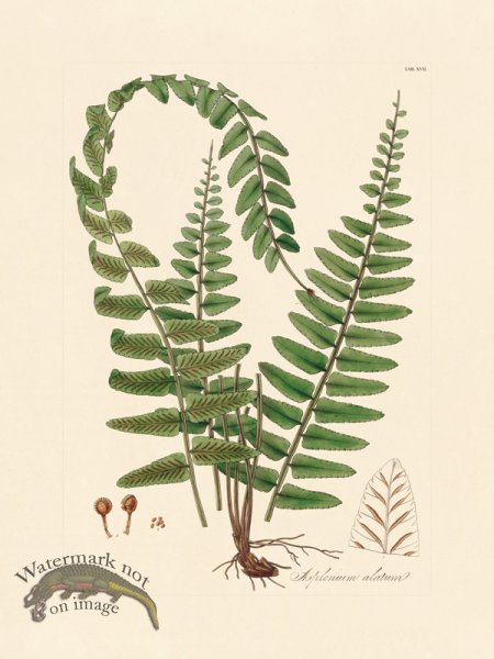 (image for) Hooker Fern 17