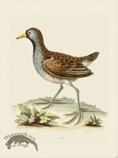 (image for) Edwards 144 little American Water Hen