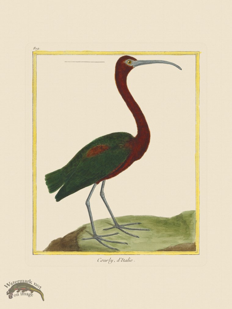 (image for) Martinet Bird 819