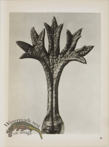 (image for) Blossfeldt T 078