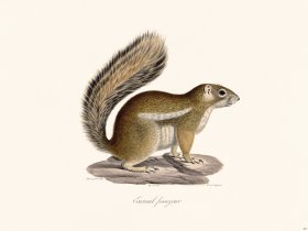 (image for) Cuvier 267 Fosseyeur Squirrel