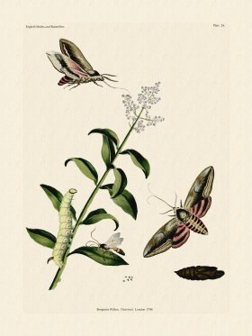 (image for) Wilkes Butterflies 024