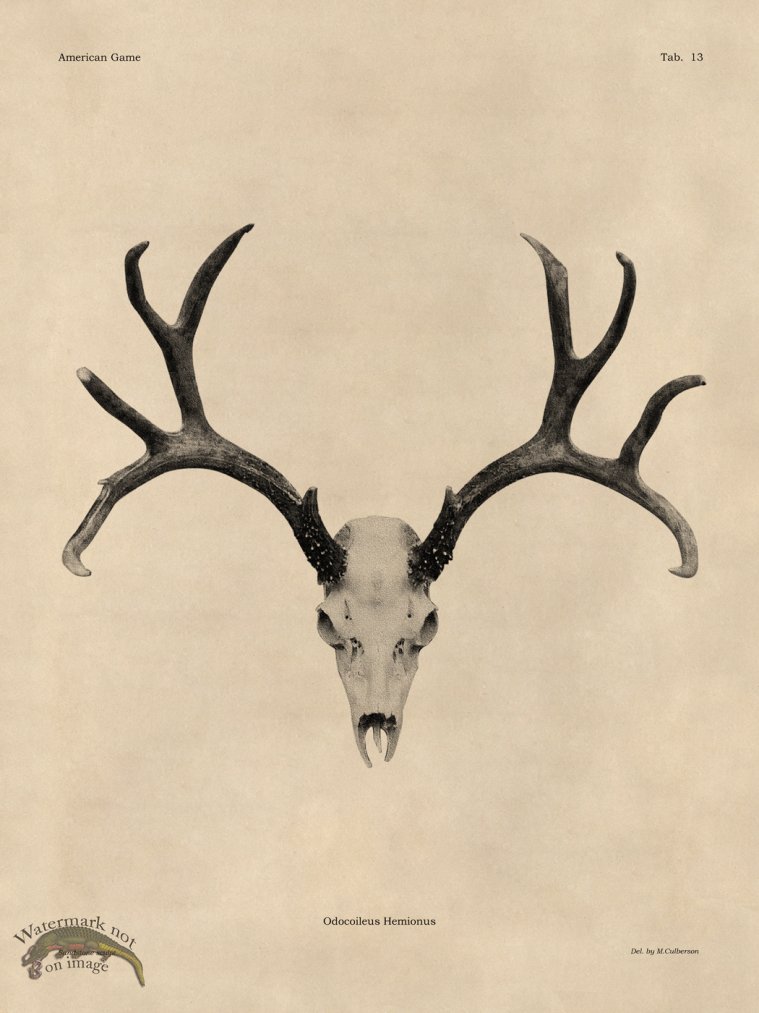 (image for) Tan Bones 13 Mule Deer