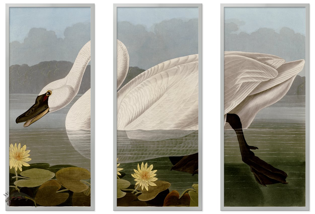 Audubon Swan Triptych SF