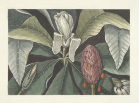 Catesby Magnolia 2