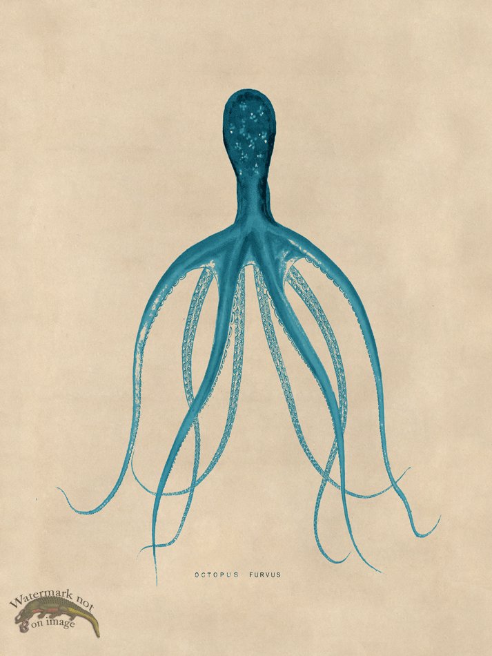 (image for) Octopus Teal 21