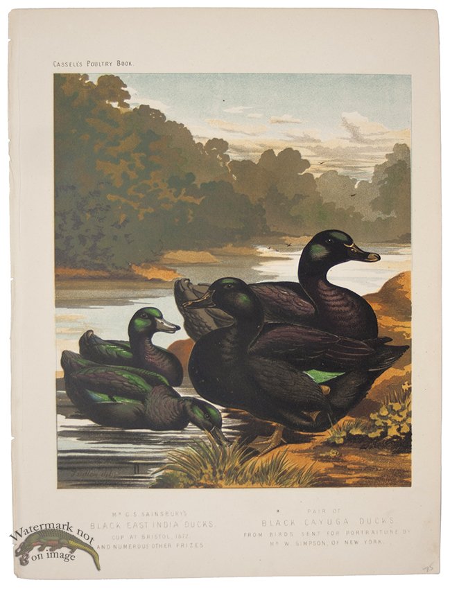 (image for) Black Yeast India Ducks