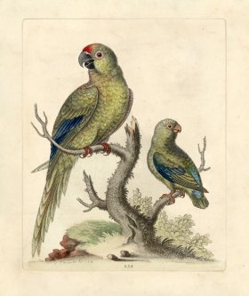 (image for) Edwards Parrot 28.jpg