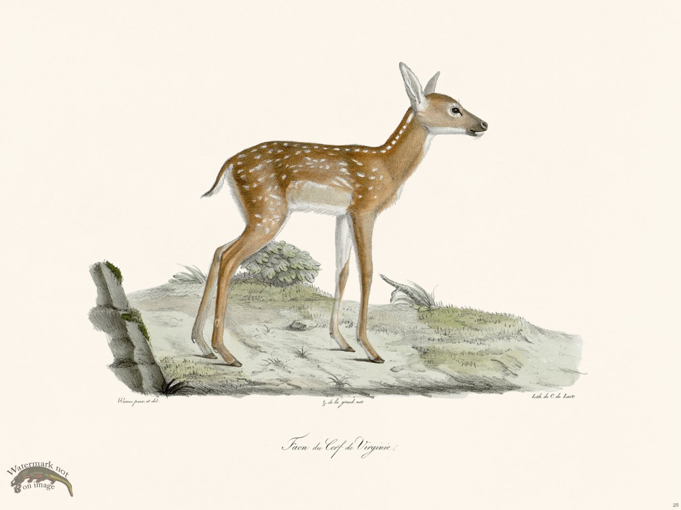 (image for) Cuvier 025 Fawn Of The Virginia Deer