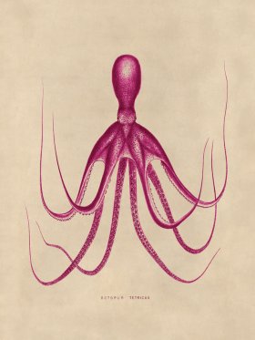 Octopus Pink 20