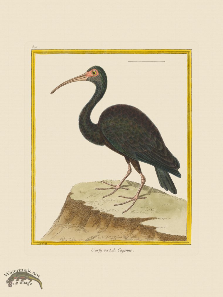 (image for) Martinet Bird 820