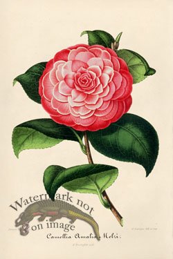 Camellias