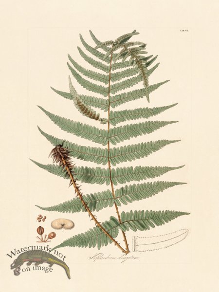 (image for) Hooker Fern 07