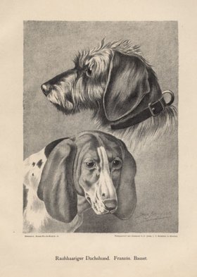 (image for) 1890s Dogs 19