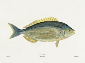 (image for) Werner Fish 013