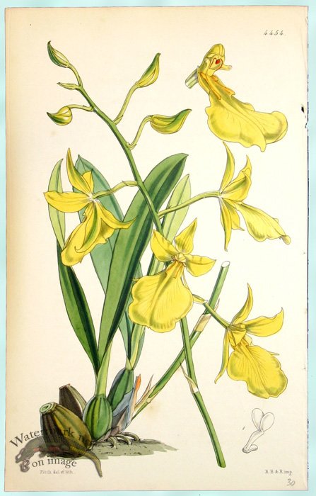 (image for) Curtis Orchids 15