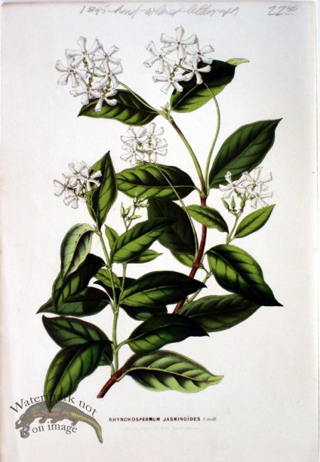 (image for) Botanical