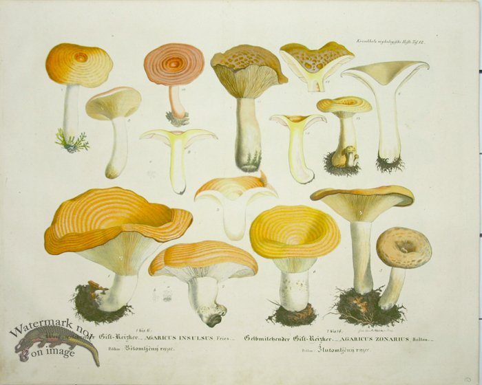 Mushroom Atlas 26