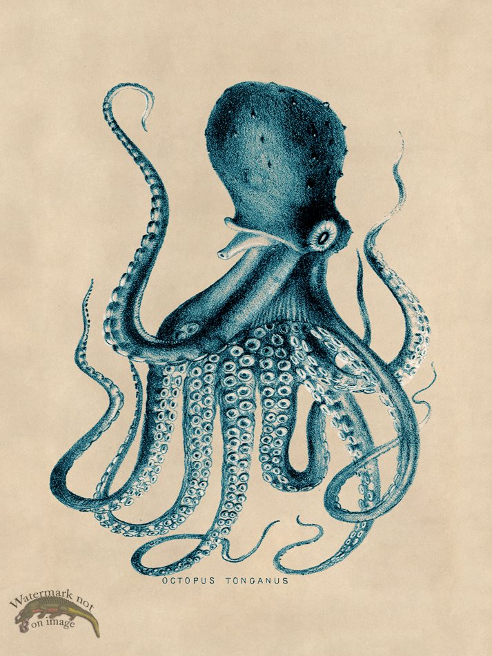 (image for) Octopus Teal 09