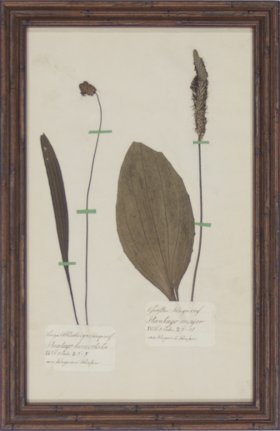 (image for) Herbarium BbF 04