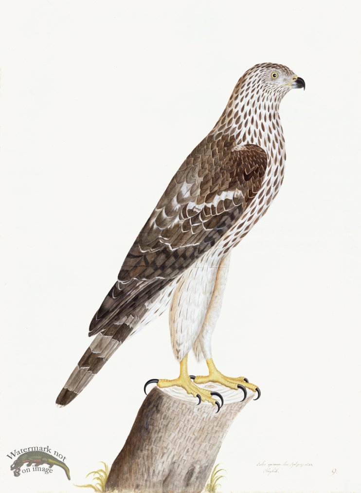 (image for) Rudbeck 009 HONEY BUZZARD 22x30