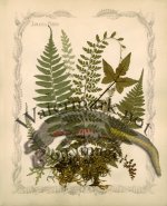 Jamaican Fern 10