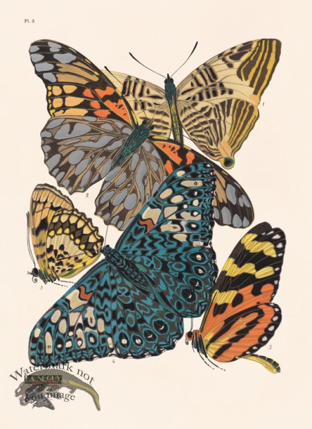 (image for) Seguy Butterfly 03