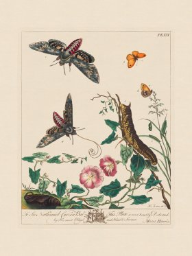 Moses Harris Insects 21