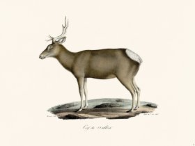 Cuvier 012 Tibetan Red Deer