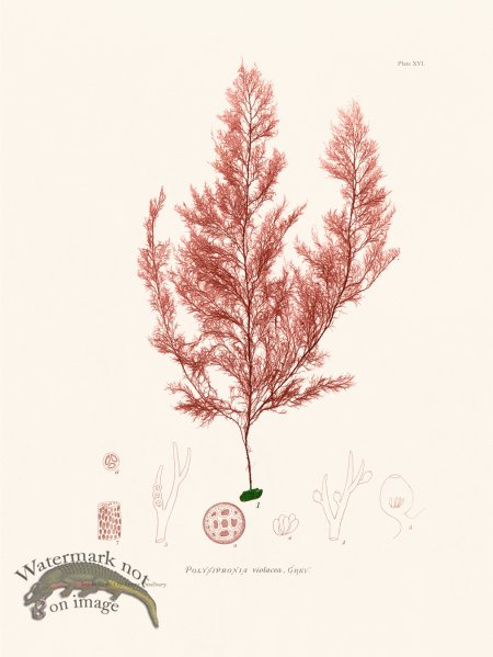 (image for) Bradbury Seaweed 016