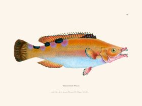 023 Trimaculated Wrasse