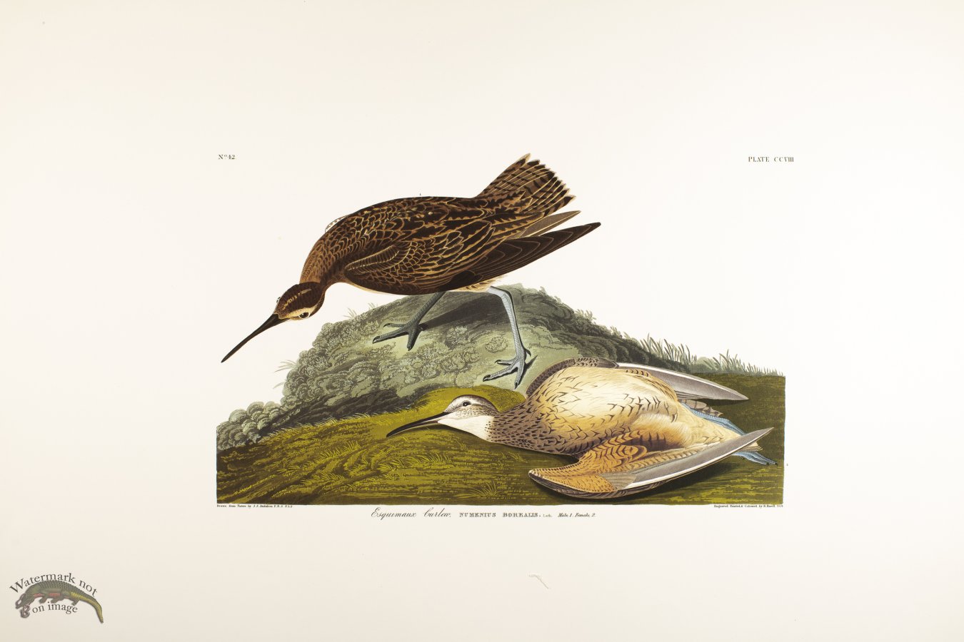 Esquimaux Curlew