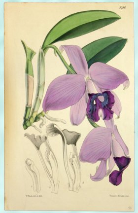 (image for) Curtis Orchids 10