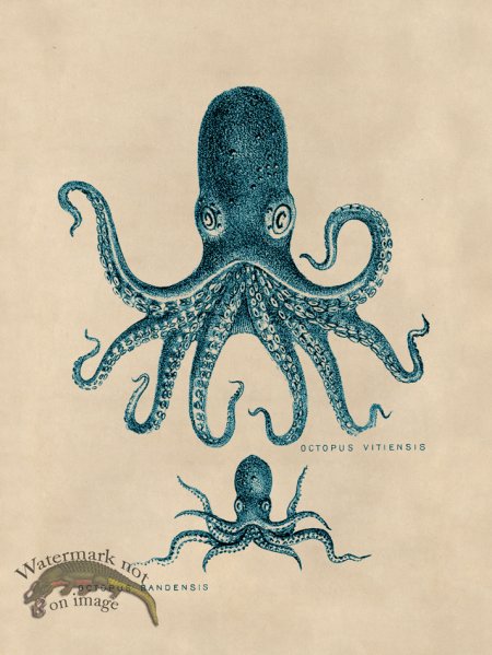 (image for) Octopus Teal 13