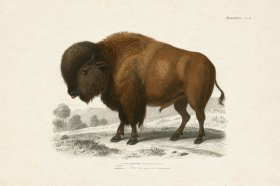 (image for) FNH 18 Buffalo Bison