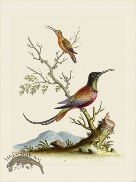 (image for) Edwards 032 Long tail'd Red Humming Bird