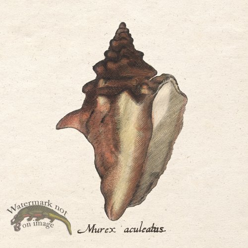 (image for) Merian Shell 11