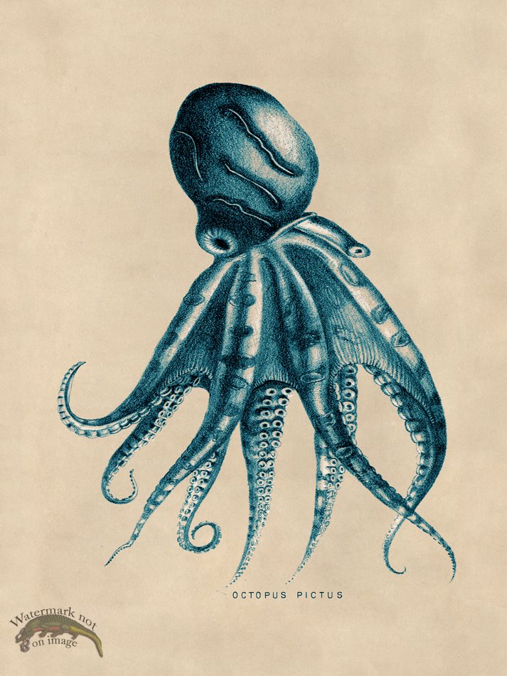 (image for) Octopus Teal 10