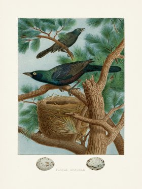 Thomas Gentry Bird 11