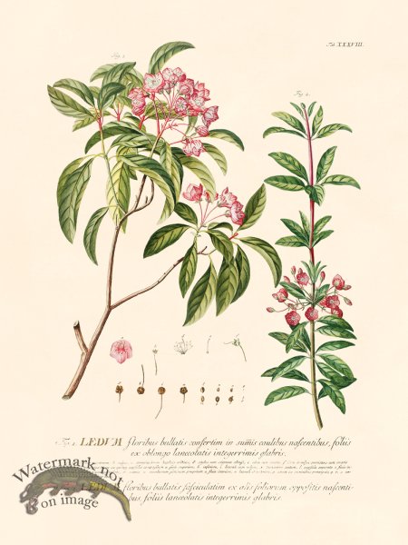 (image for) Trew Botanical 38