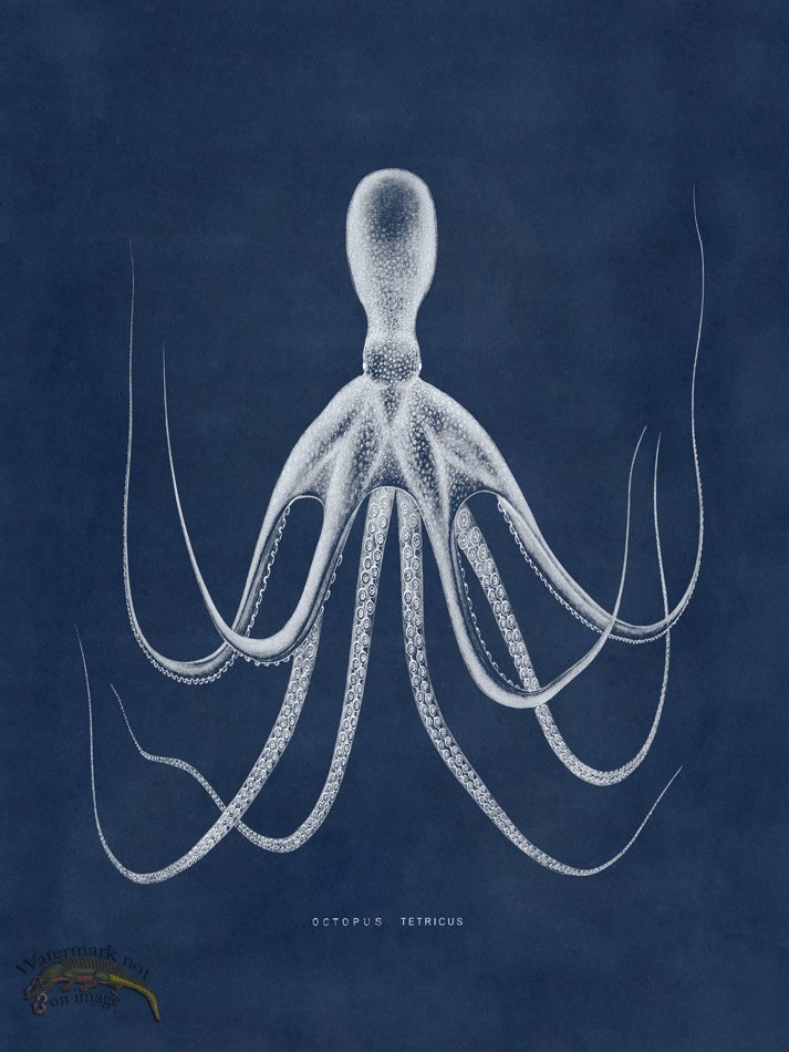 (image for) Octopus Blue 20