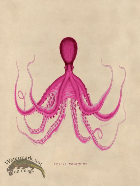 (image for) Octopus Pink 19