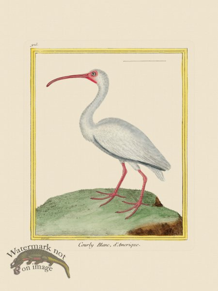 (image for) Martinet Bird 915