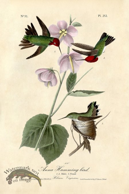 (image for) Anna Hummingbird