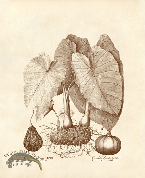 Besler 11 Colocasia