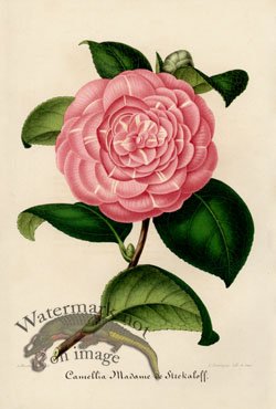 (image for) Camellias