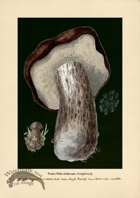 (image for) Beths Shrooms 02