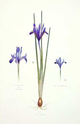 (image for) Dykes Iris 14